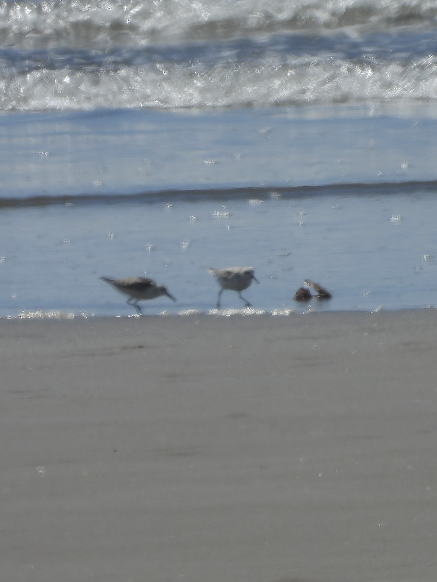Semipalmated Sandpiper - ML645912110