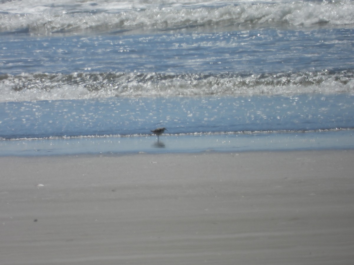 Semipalmated Sandpiper - ML645912112
