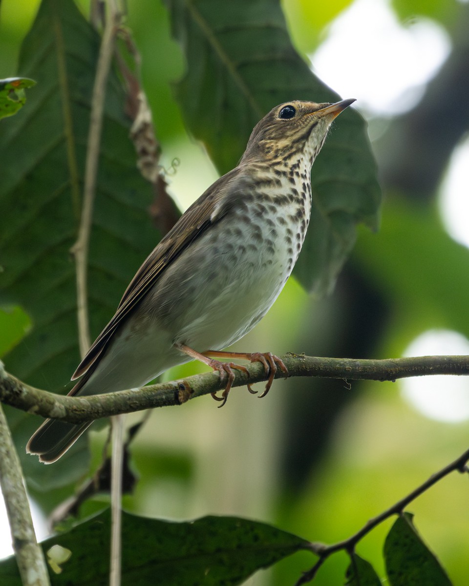 Swainson's Thrush - ML645912113