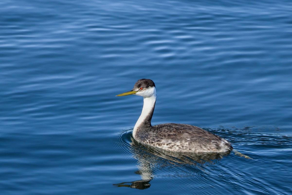 Western Grebe - ML645912114