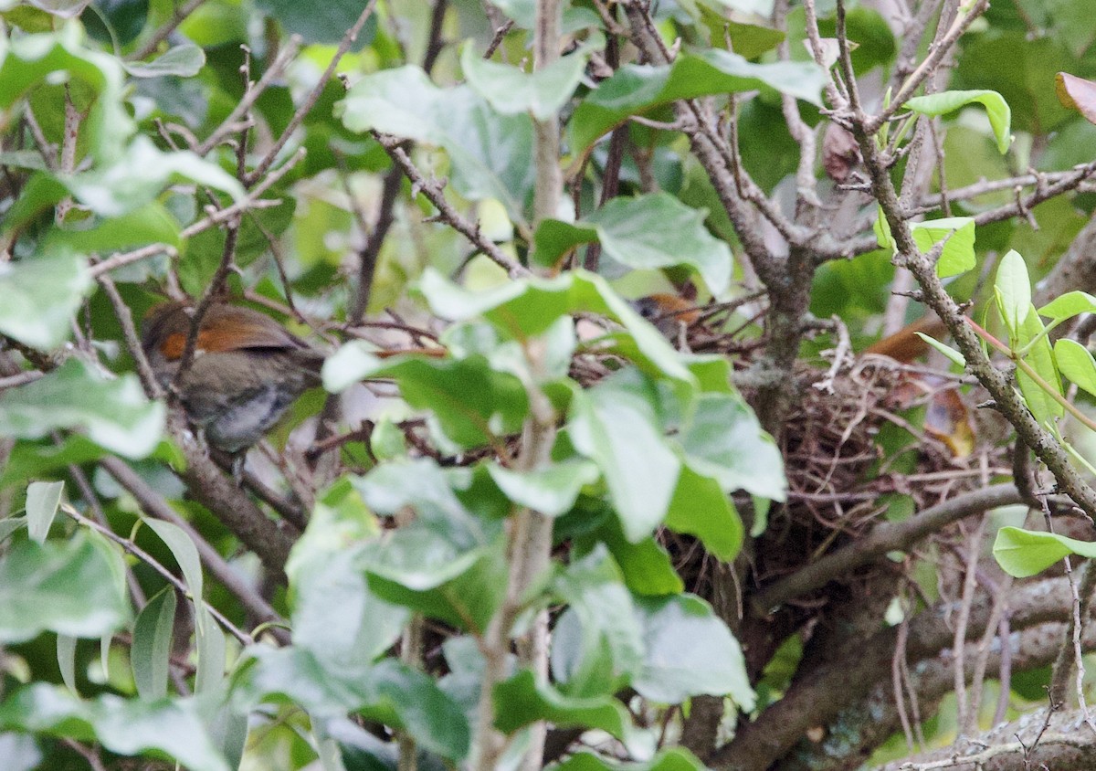 Azara's Spinetail - ML645912115