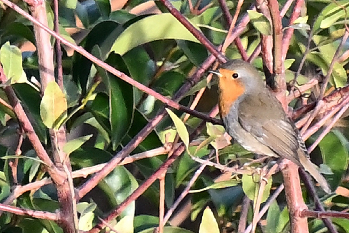 European Robin - ML645912116