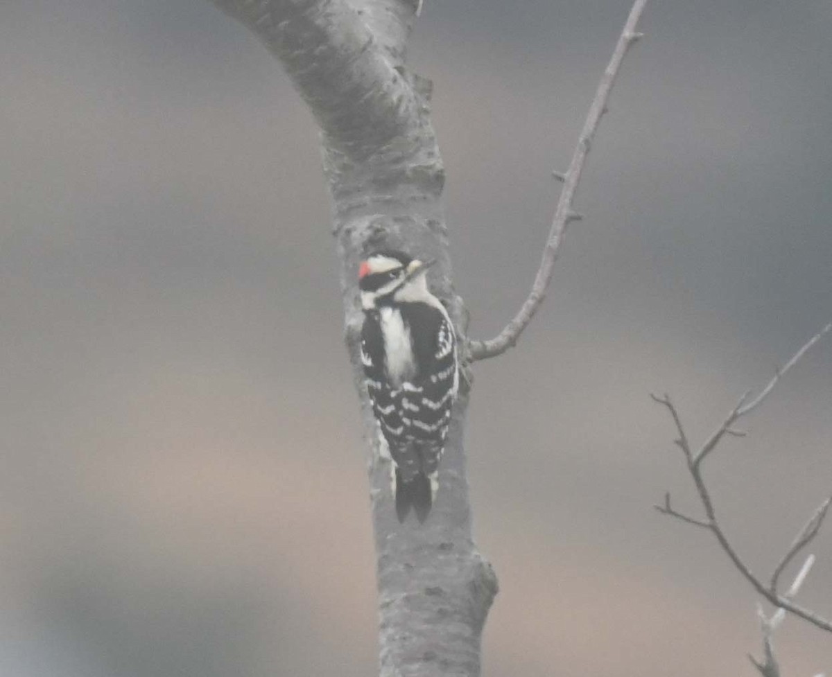 Downy Woodpecker - ML645912118
