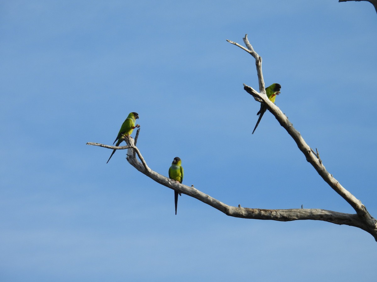 Nanday Parakeet - ML645912119