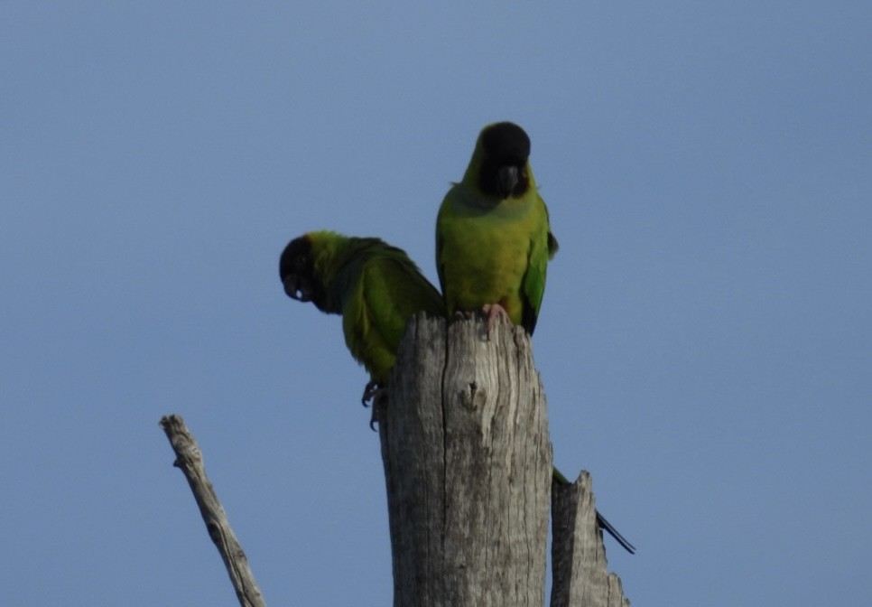 Nanday Parakeet - ML645912120