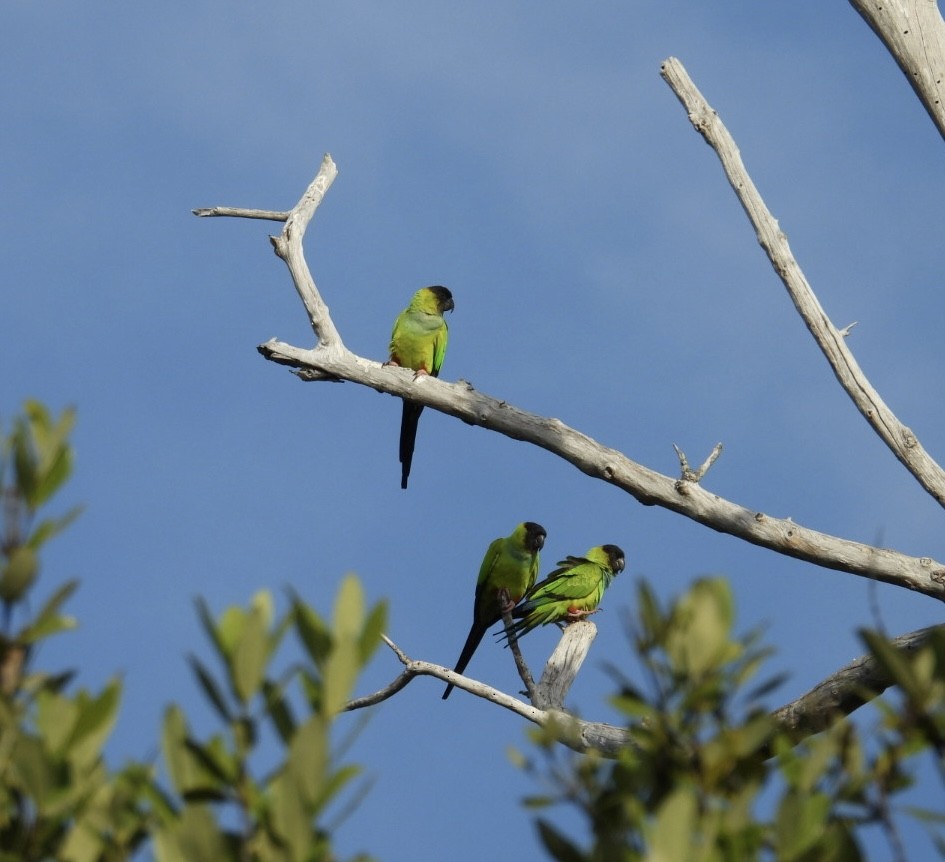 Nanday Parakeet - ML645912121