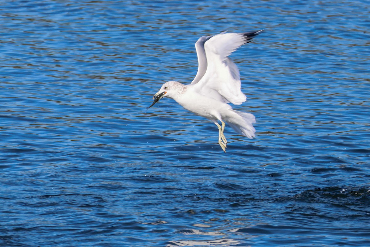 Ring-billed Gull - ML645912122