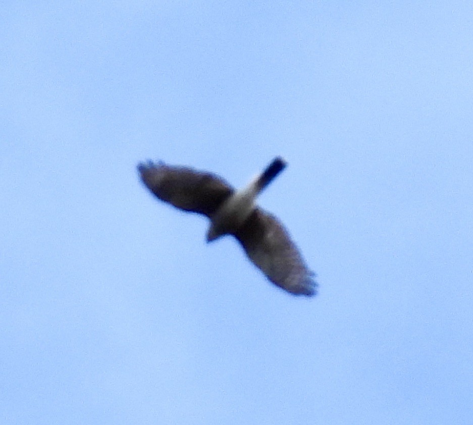 Sharp-shinned Hawk - ML645912124