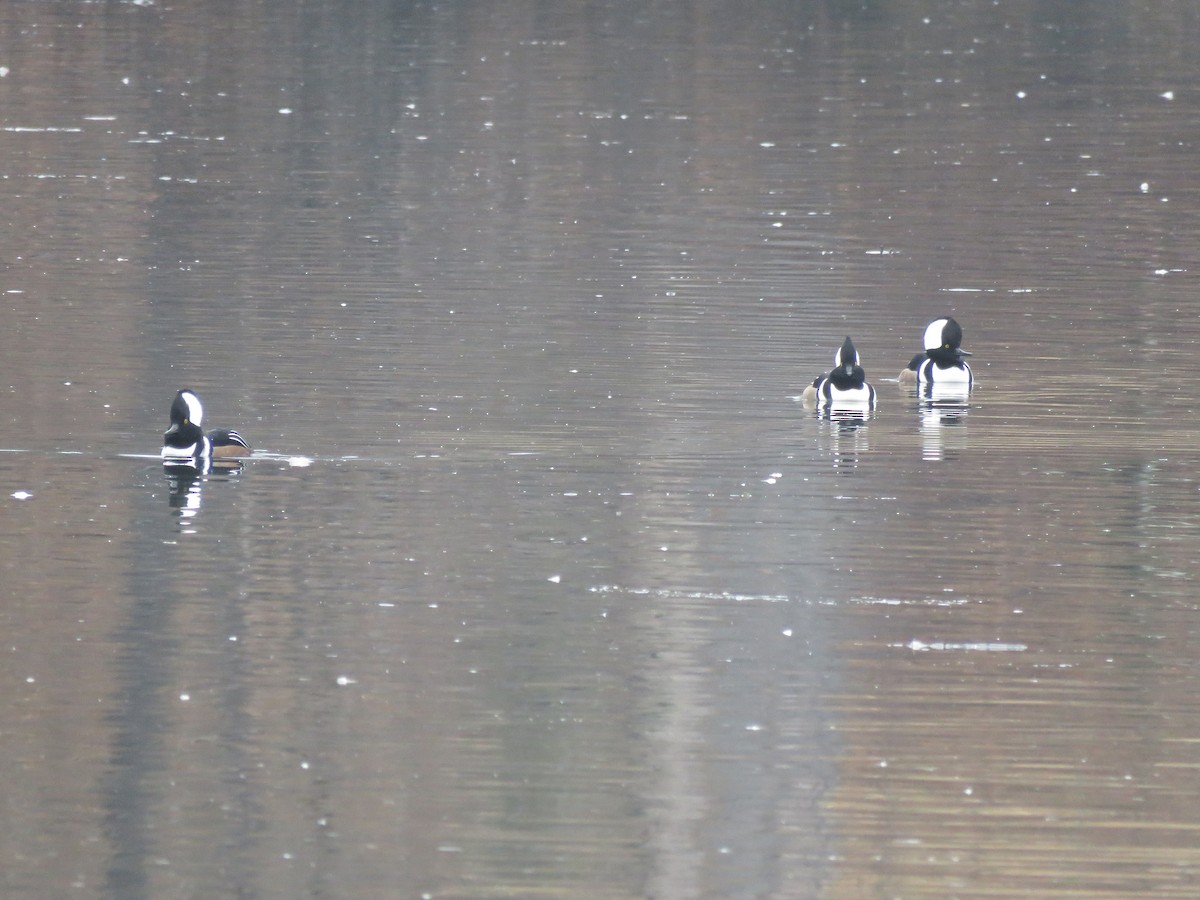Hooded Merganser - ML645912125