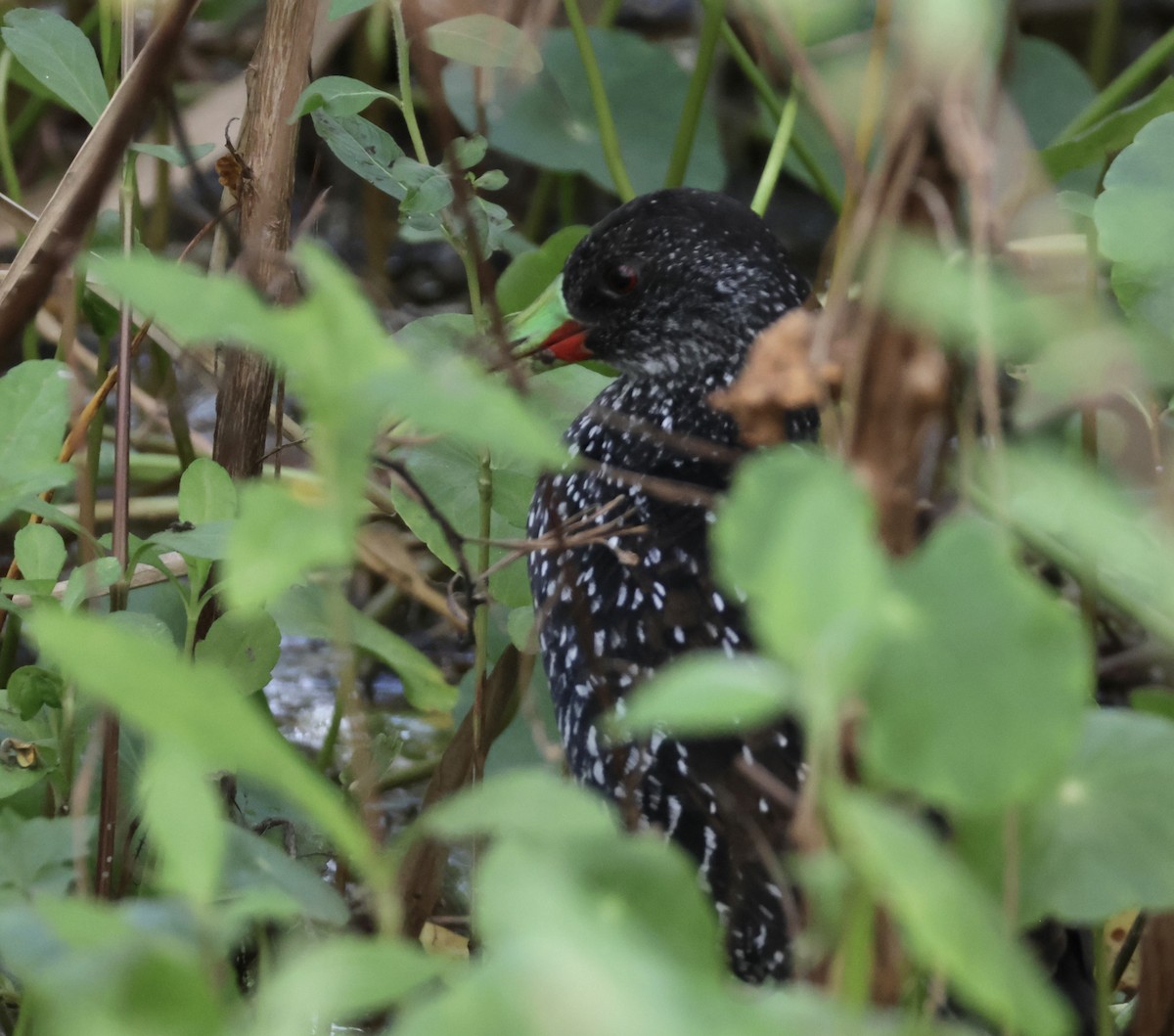 Spotted Rail - ML645912126