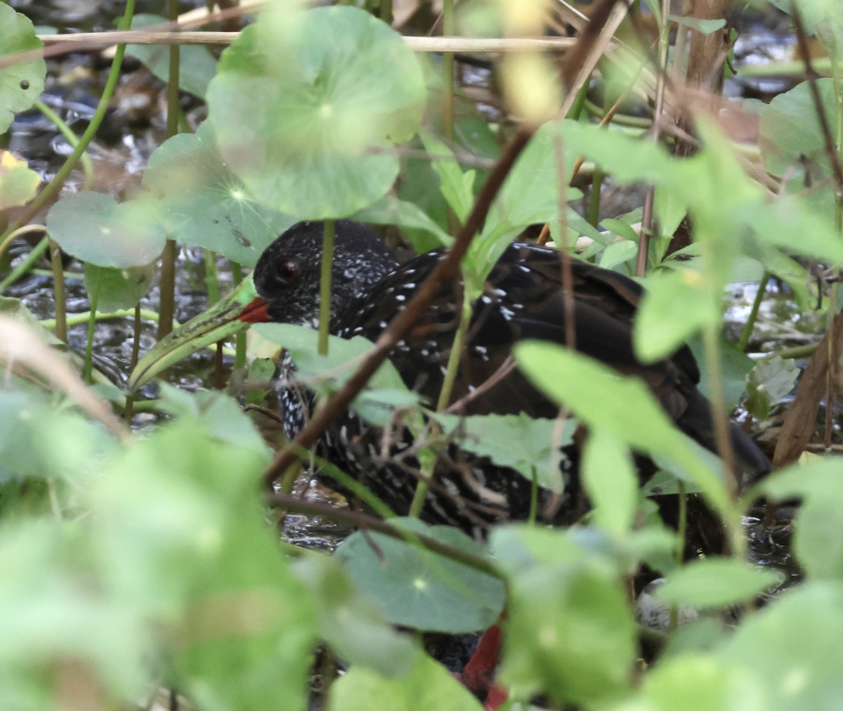 Spotted Rail - ML645912127