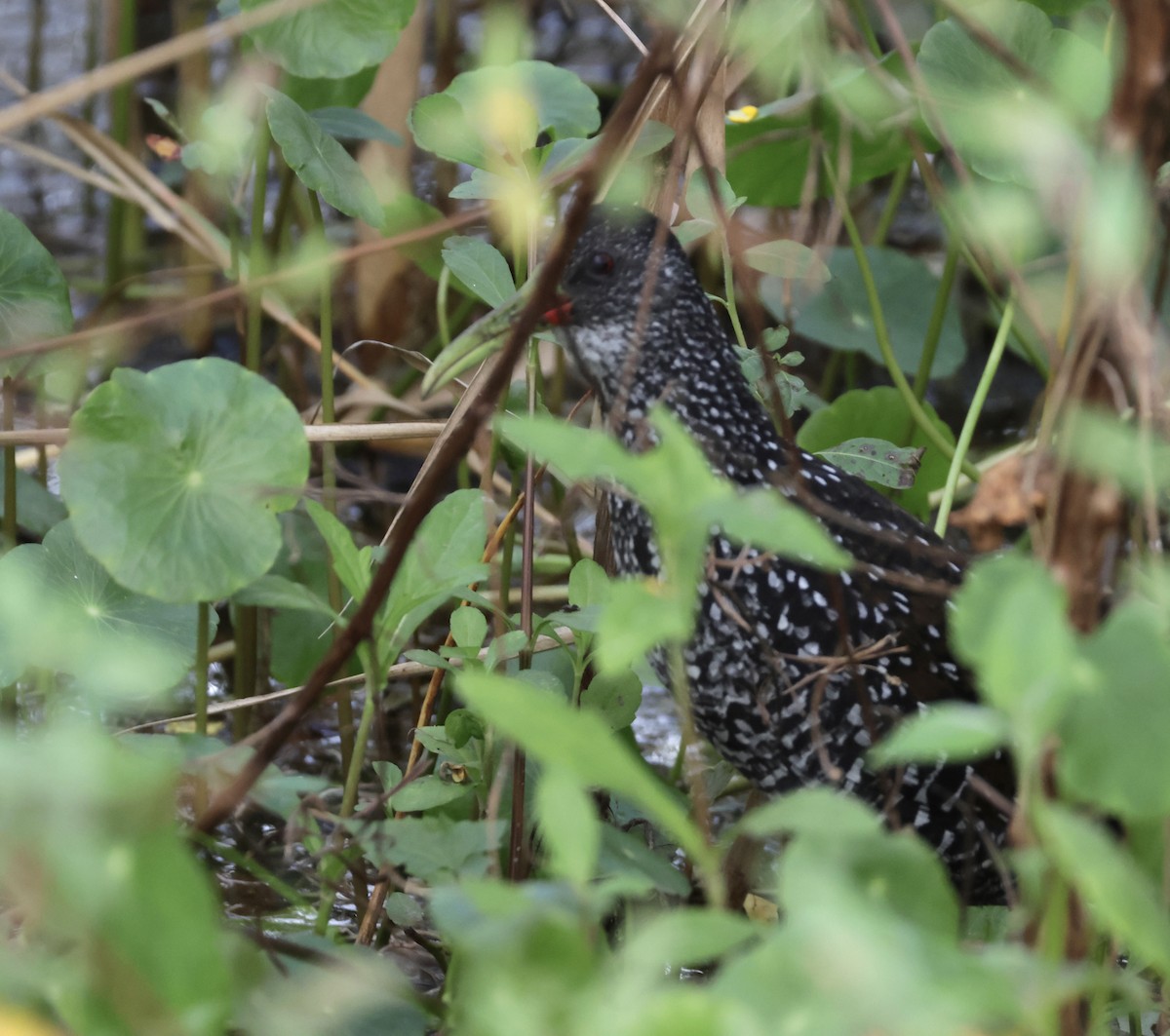 Spotted Rail - ML645912128