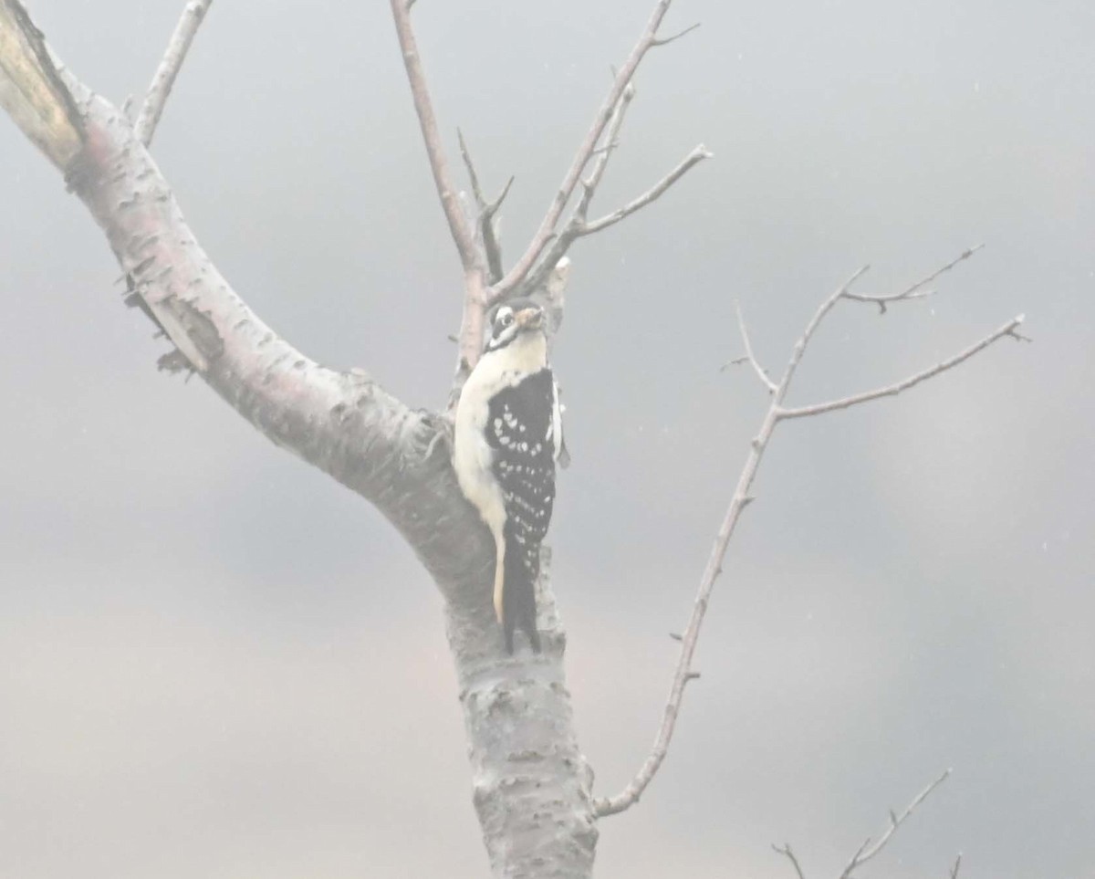 Hairy Woodpecker - ML645912130