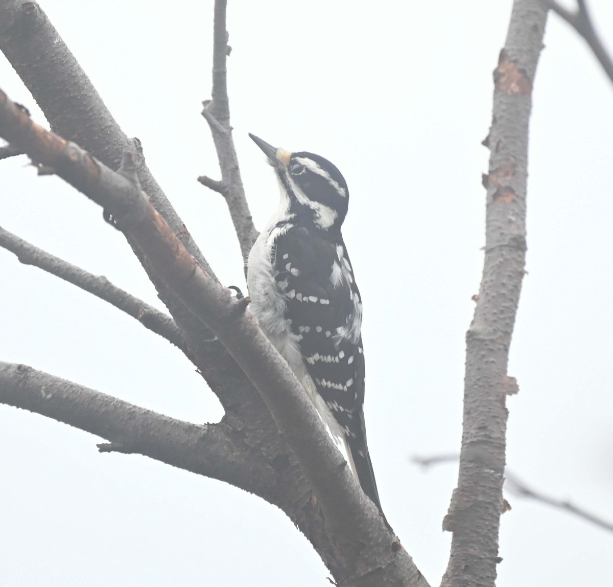 Hairy Woodpecker - ML645912131