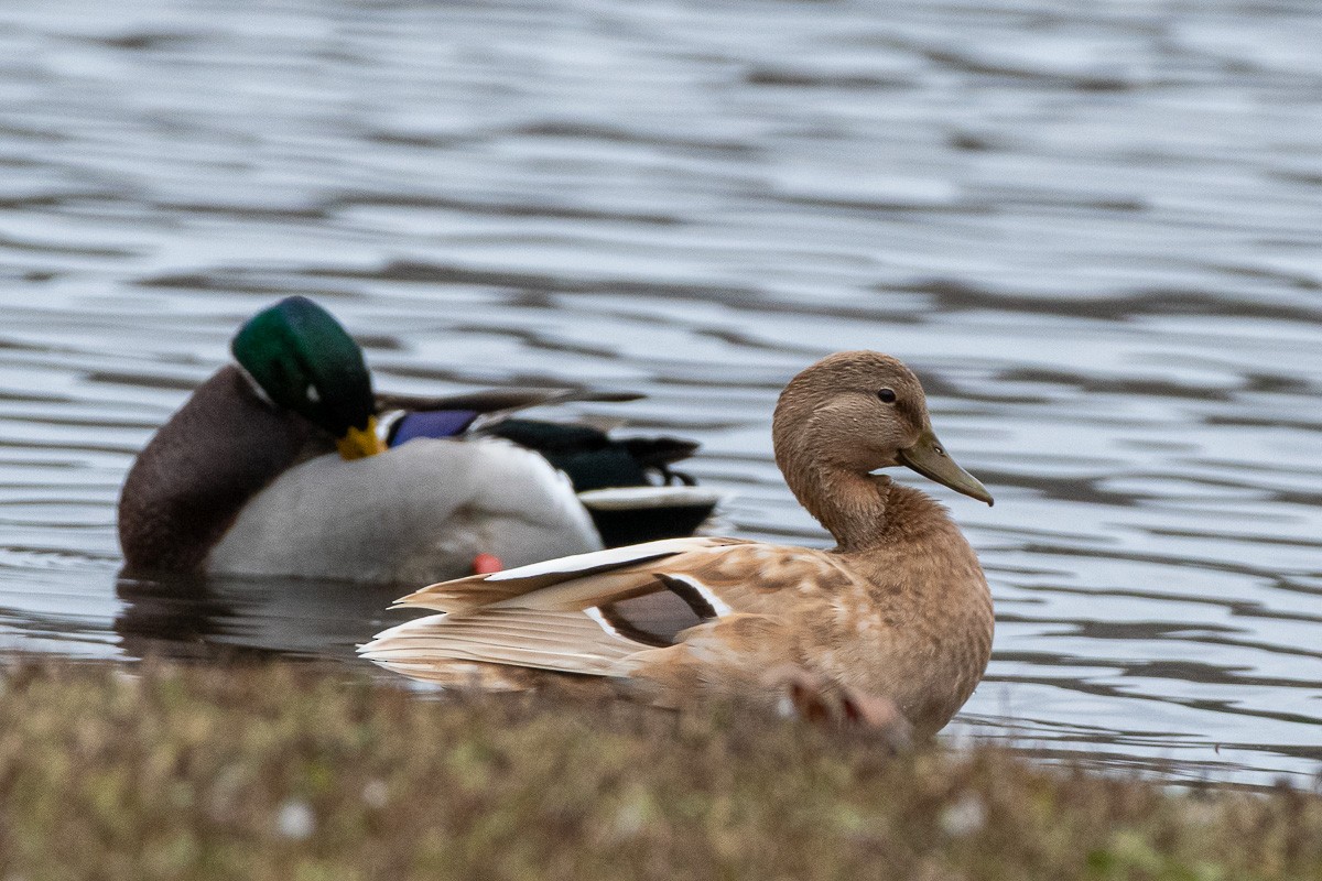 Mallard (Domestic type) - ML645912132