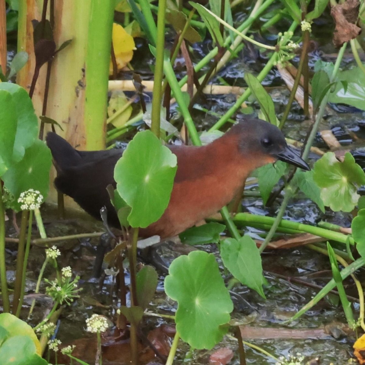 Ruddy Crake - ML645912141