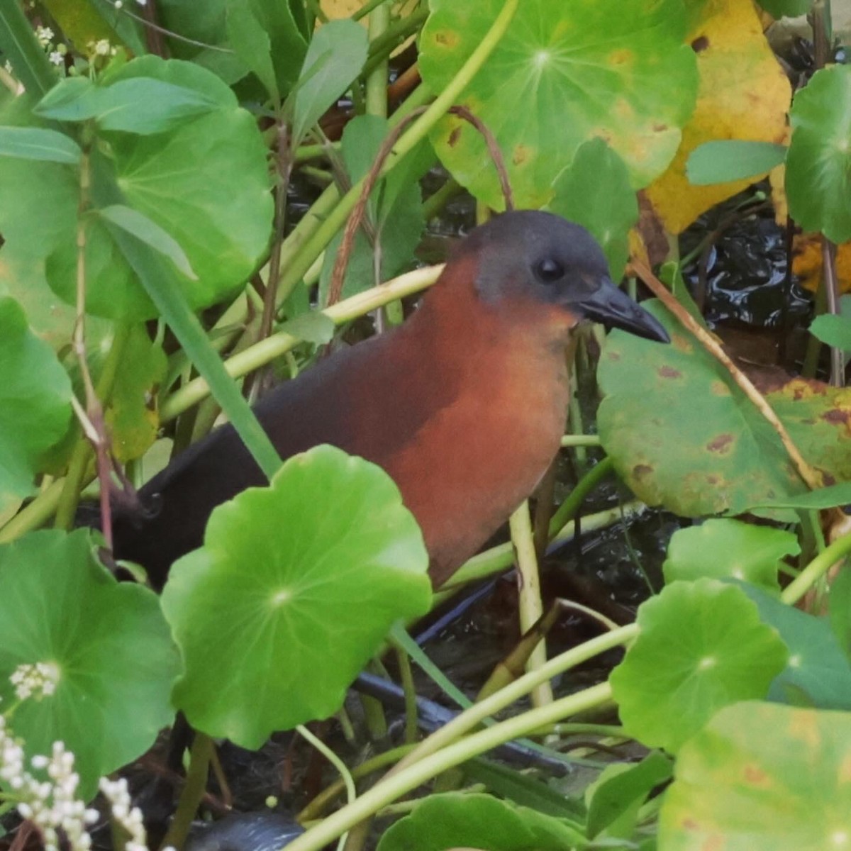 Ruddy Crake - ML645912142