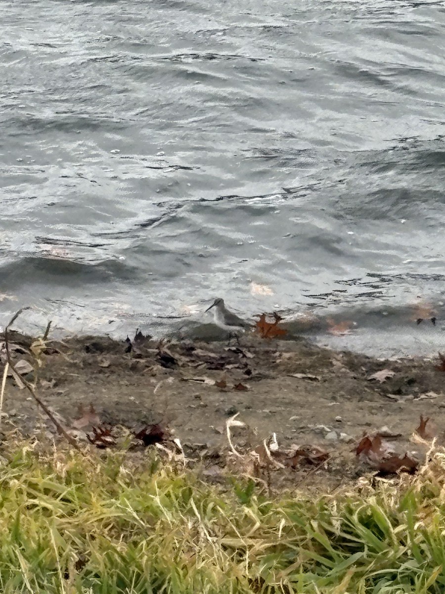 Correlimos Común - ML645912163