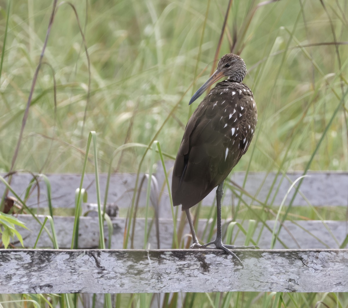 Limpkin (Speckled) - ML645912165
