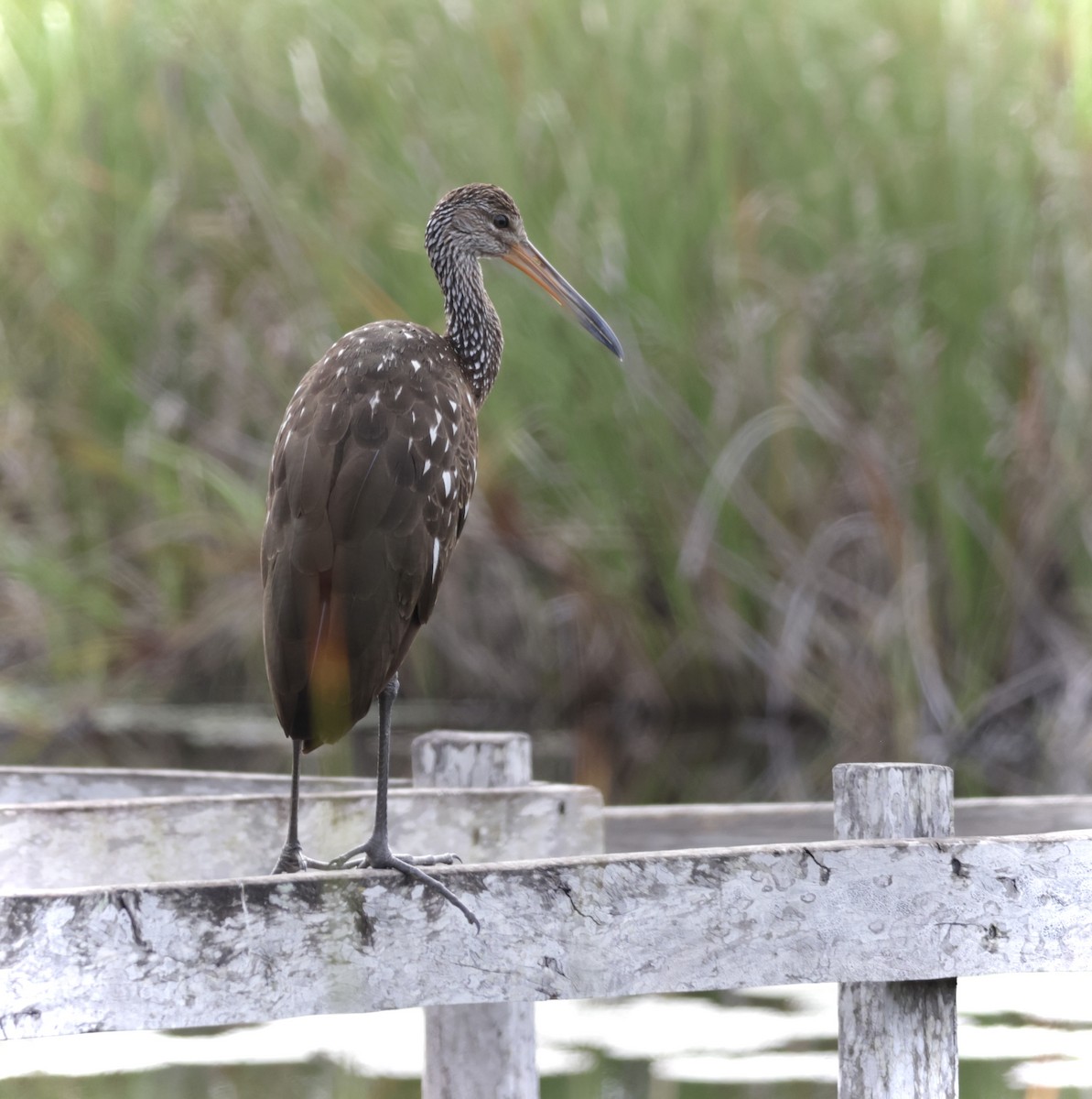 Limpkin (Speckled) - ML645912167