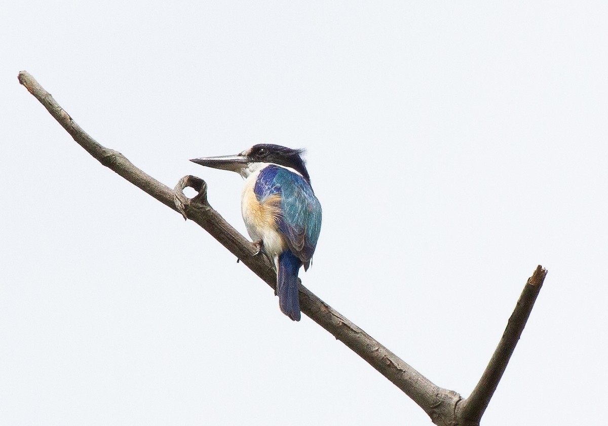 Forest Kingfisher - ML645912168