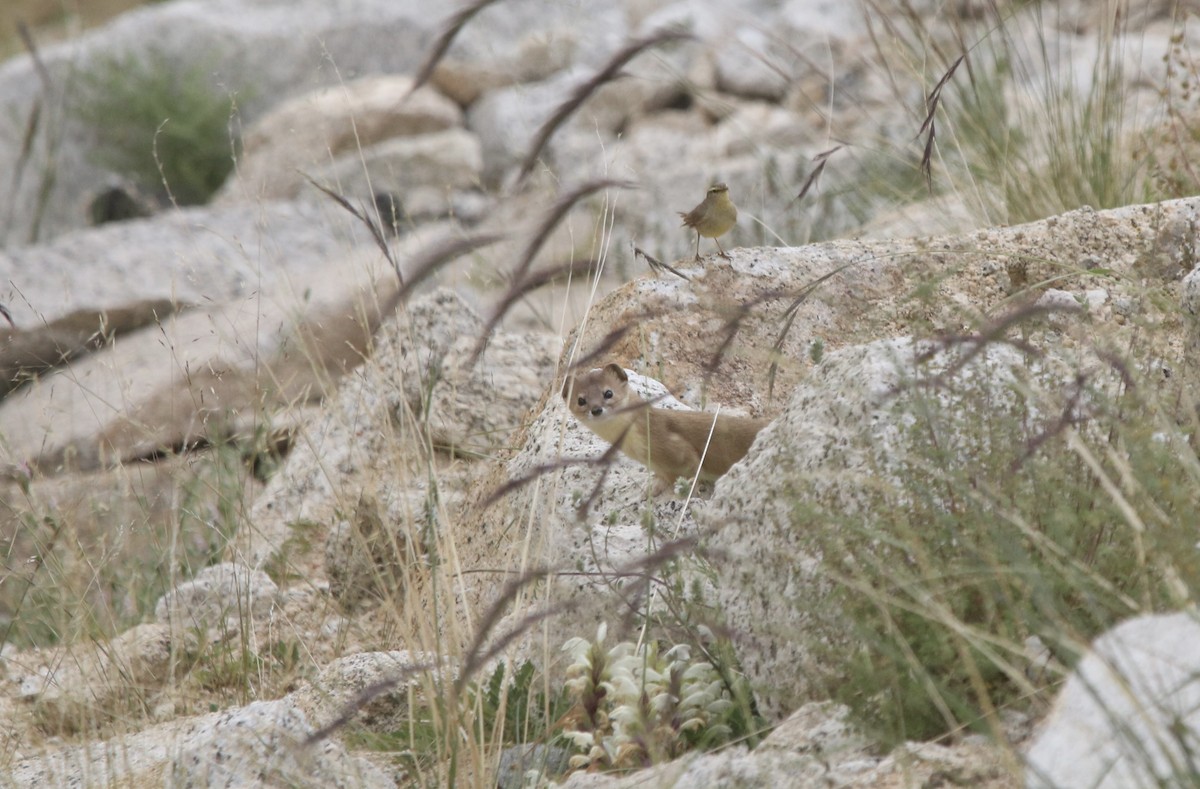 Sulphur-bellied Warbler - ML645912171