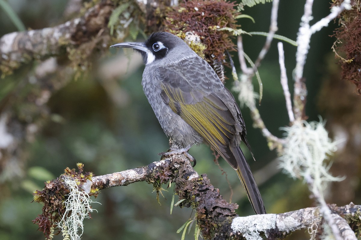 Belford's Melidectes - ML645912172