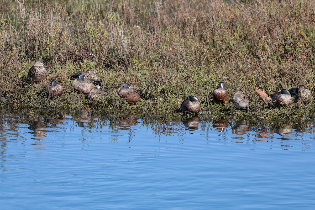 Blue-winged Teal - ML645912173