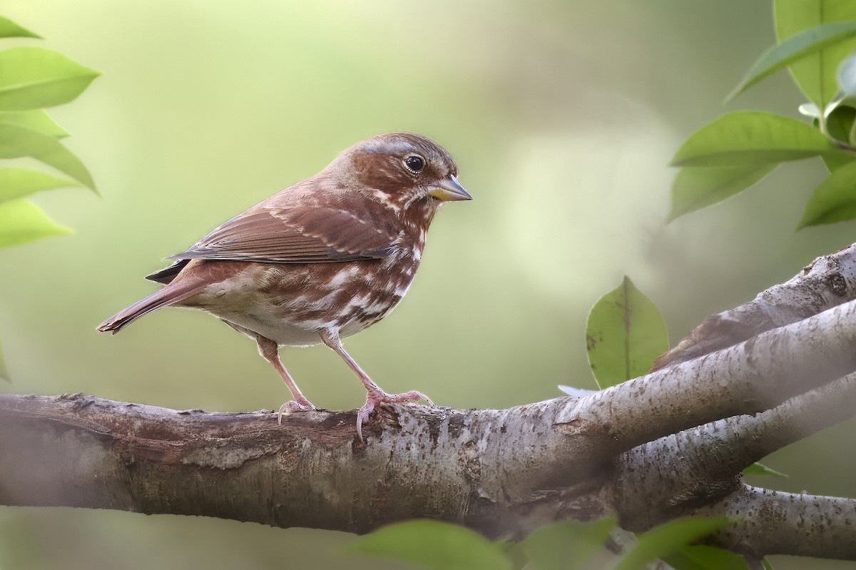 Fox Sparrow - ML645912192
