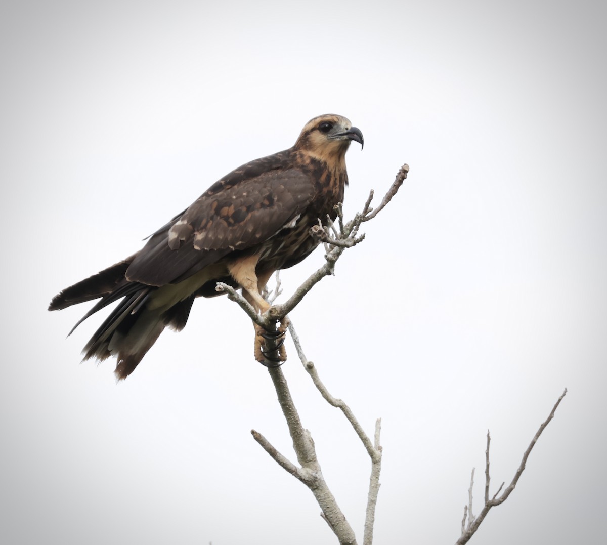 Snail Kite - ML645912193