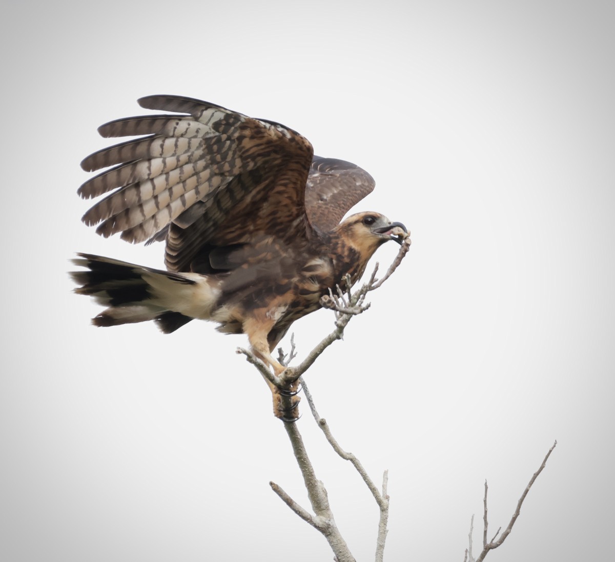 Snail Kite - ML645912194