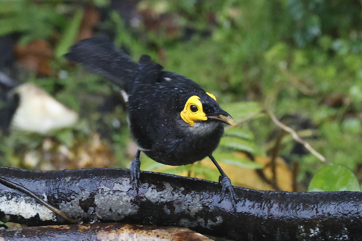 Kül Rengi Balkuşu - ML645912197