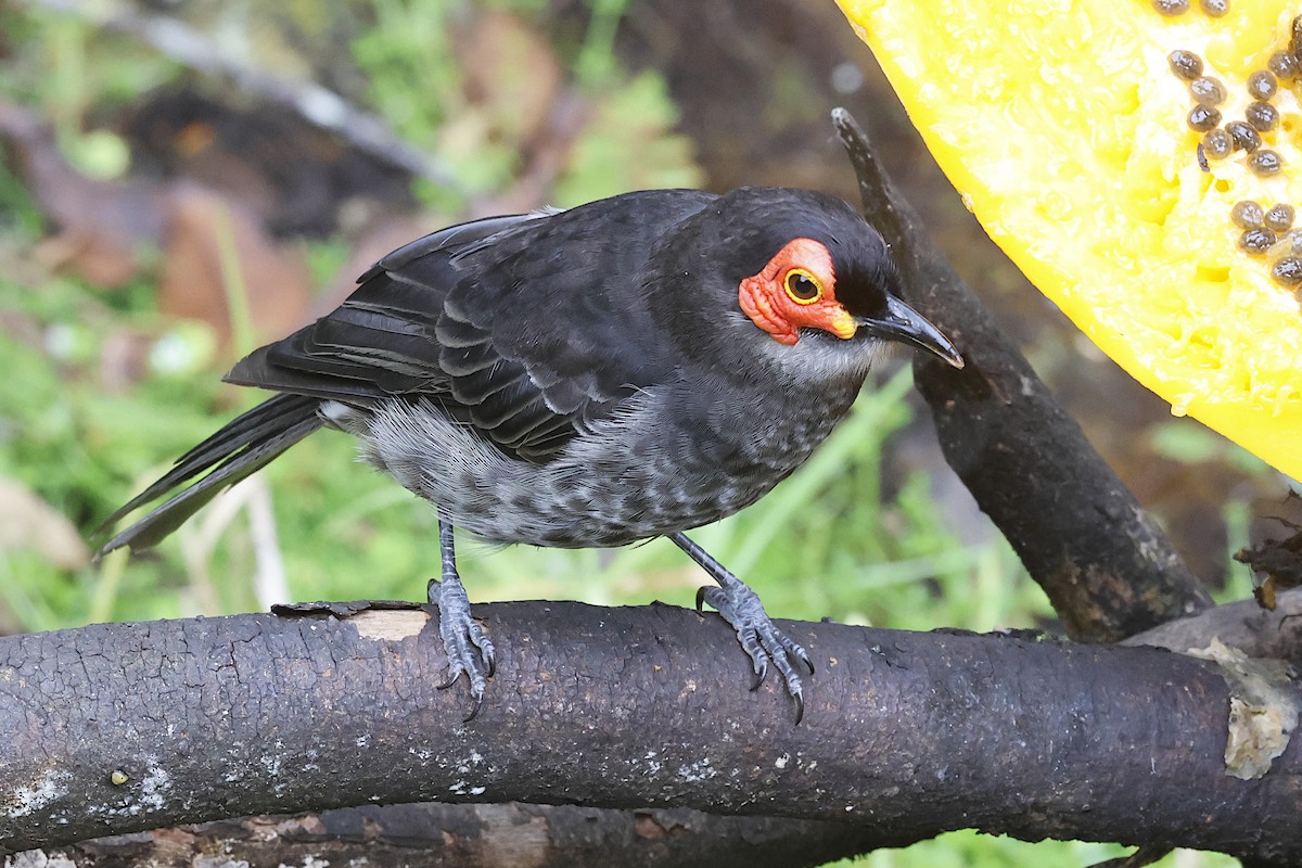 Kül Rengi Balkuşu - ML645912198