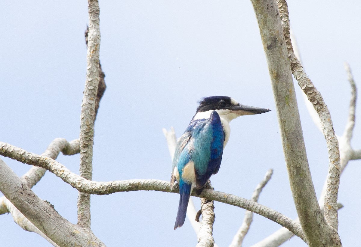 Forest Kingfisher - ML645912224