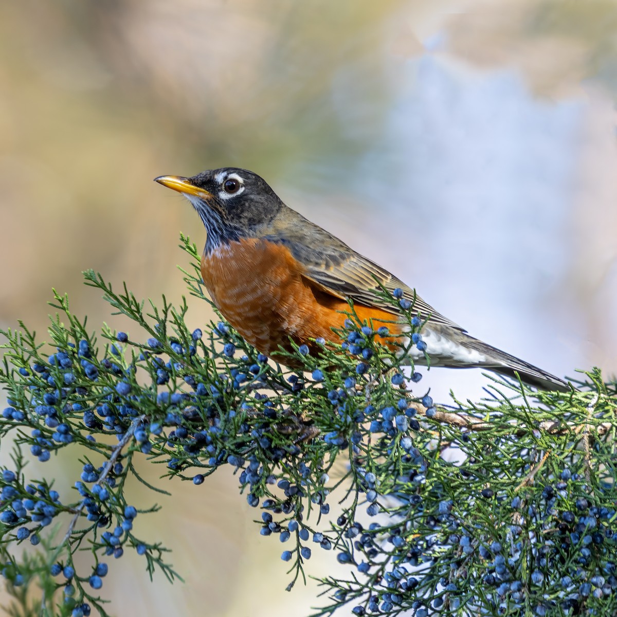 American Robin - ML645912234