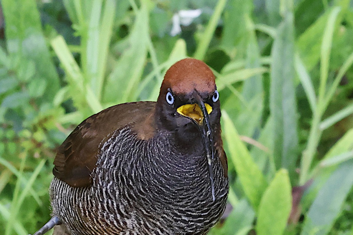 Brown Sicklebill - ML645912238