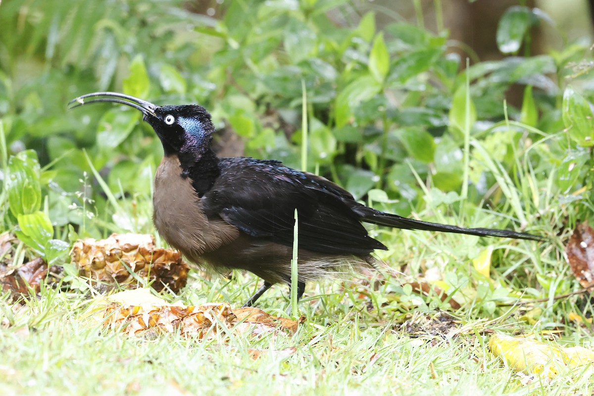 Brown Sicklebill - ML645912242