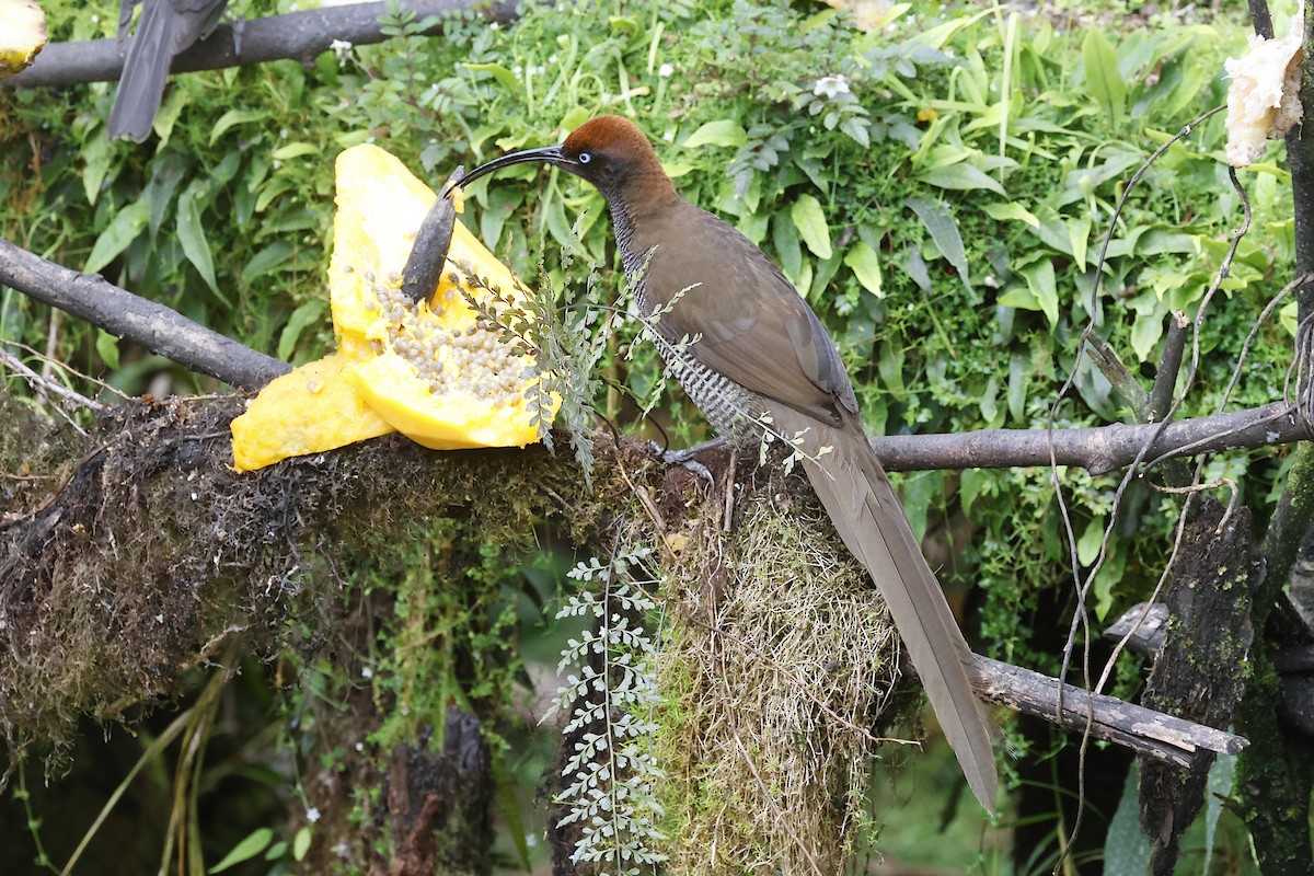 Brown Sicklebill - ML645912243