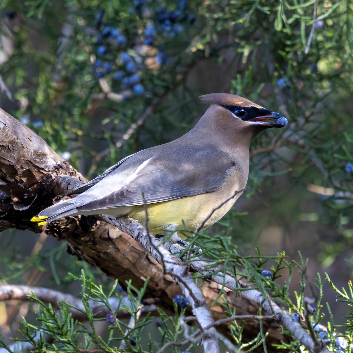 brkoslav americký - ML645912244