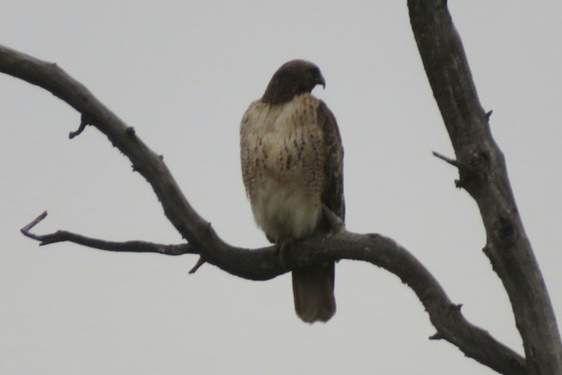 Red-tailed Hawk - ML645912247