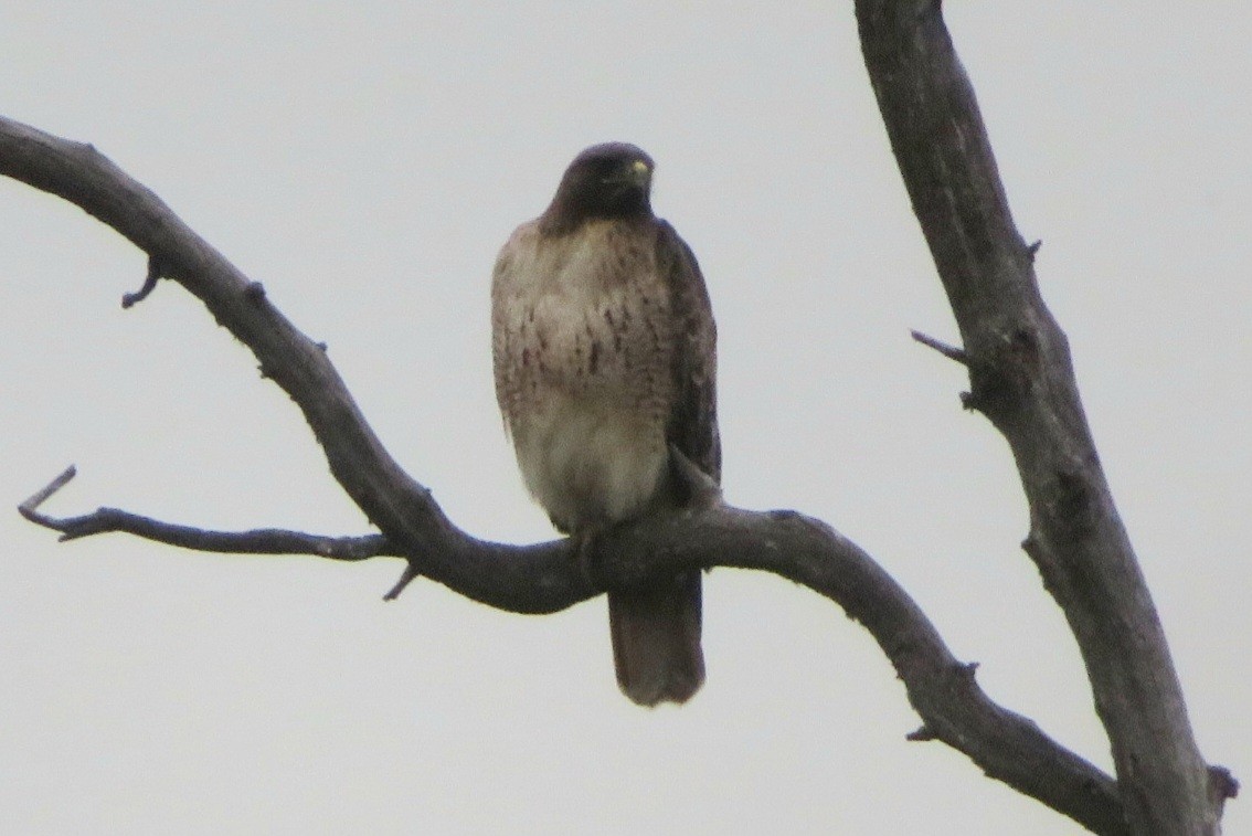 Red-tailed Hawk - ML645912248