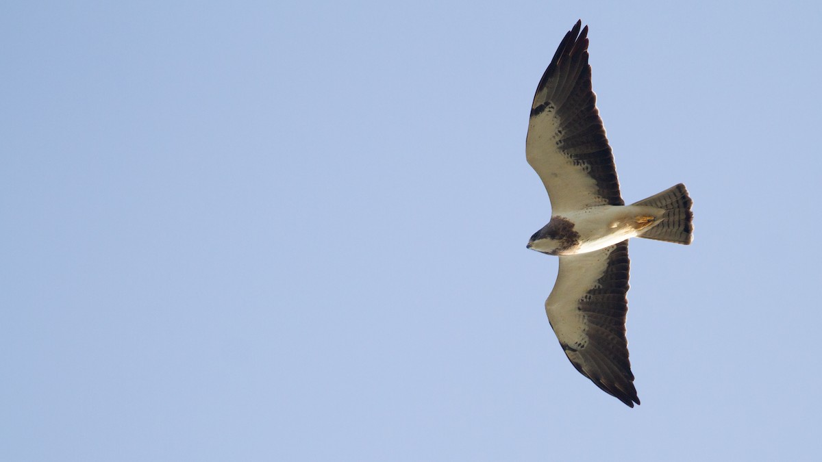 Свенсонов канюк - ML645912252