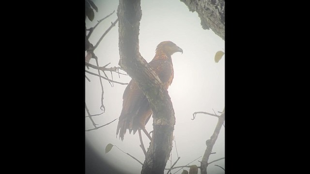 Канюк-крабоїд великий - ML645912254