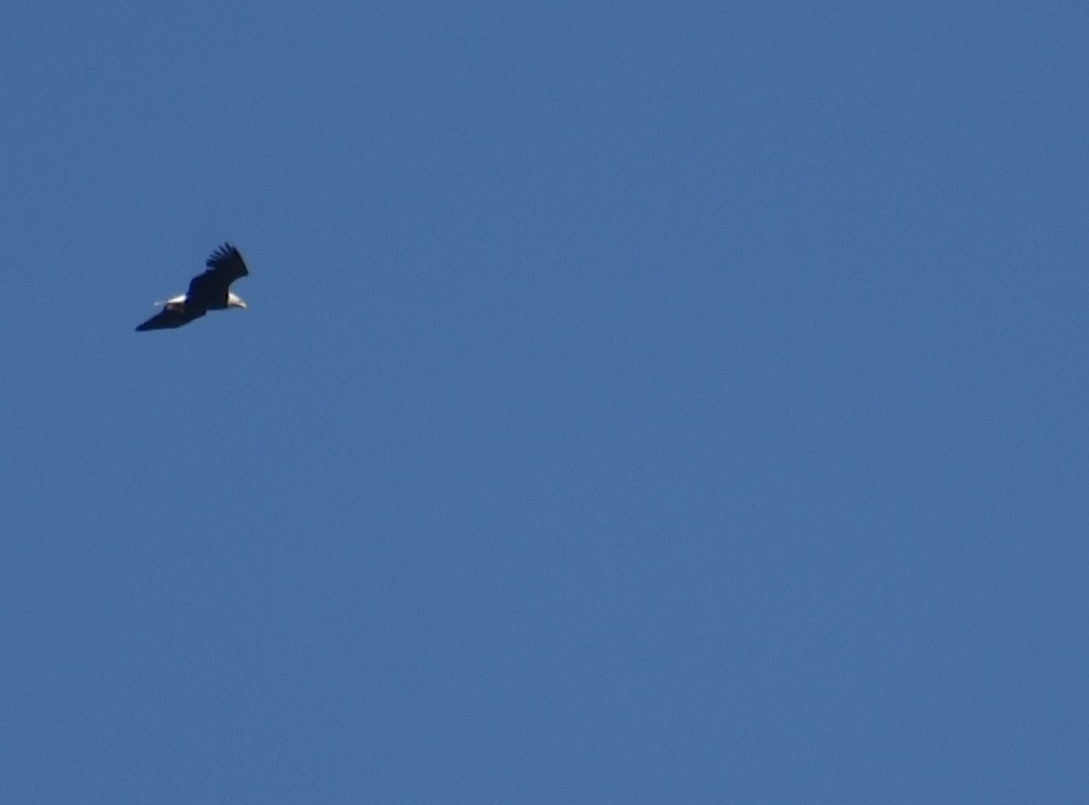 Bald Eagle - ML645912259