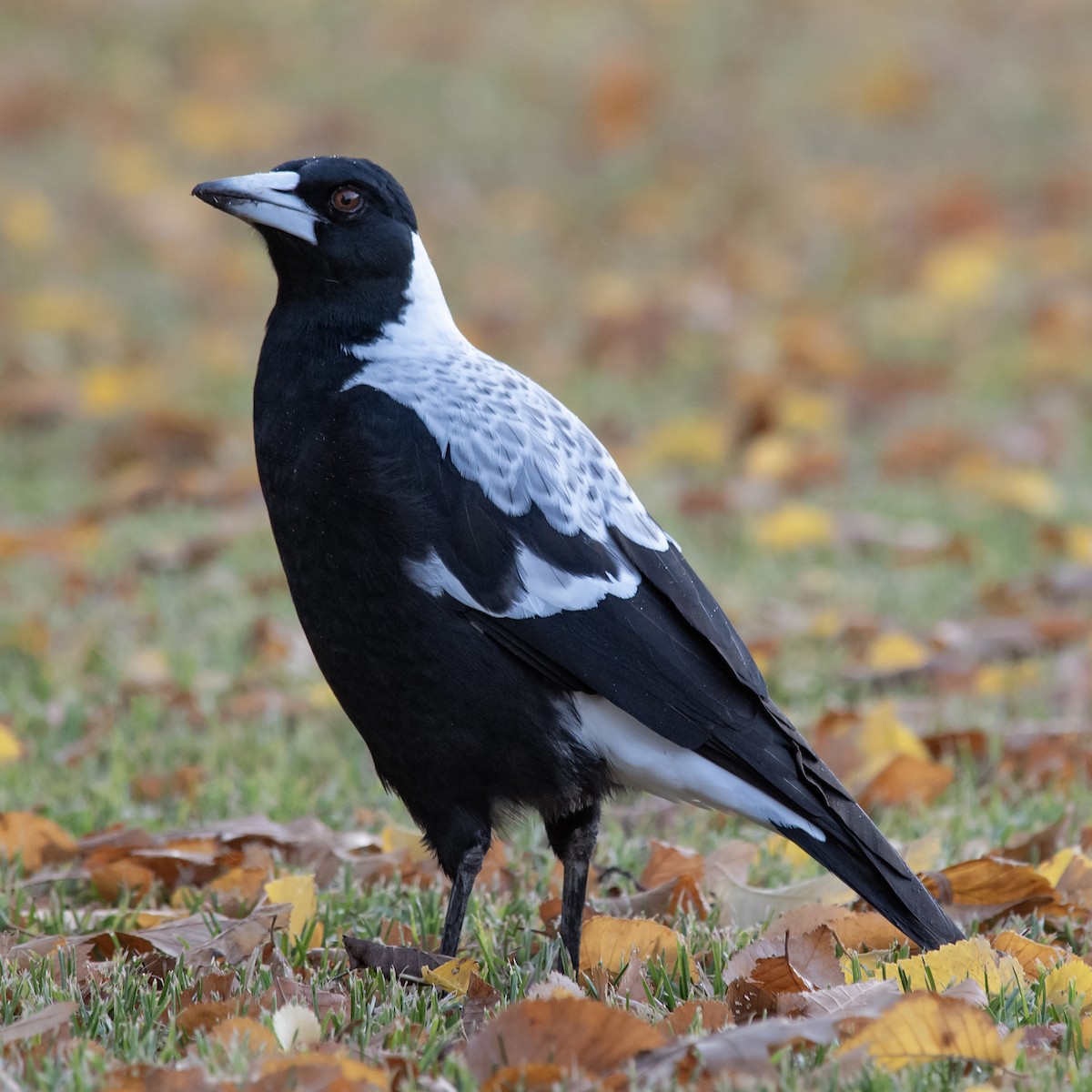Australian Magpie (White-backed) - ML645912267
