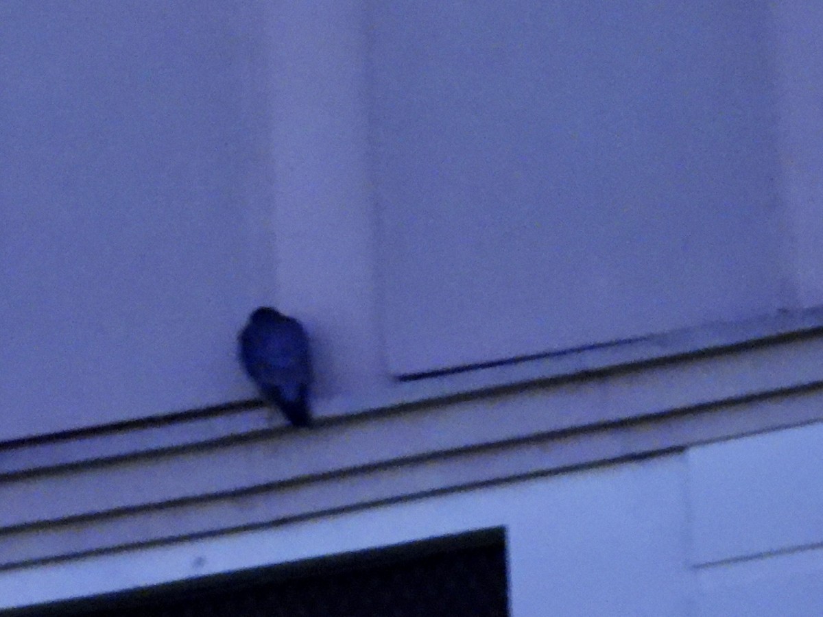 Peregrine Falcon - ML645912274