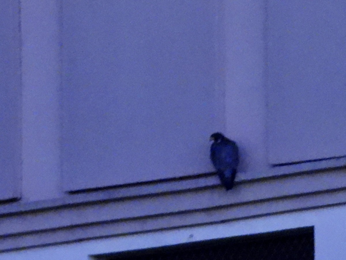 Peregrine Falcon - ML645912275