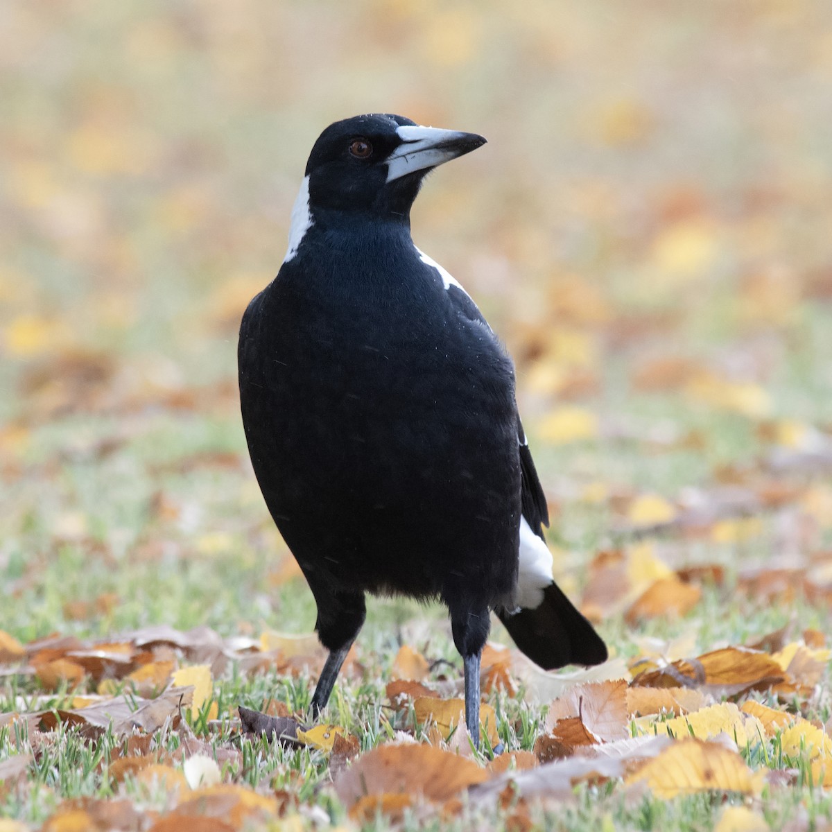 Australian Magpie (White-backed) - ML645912276