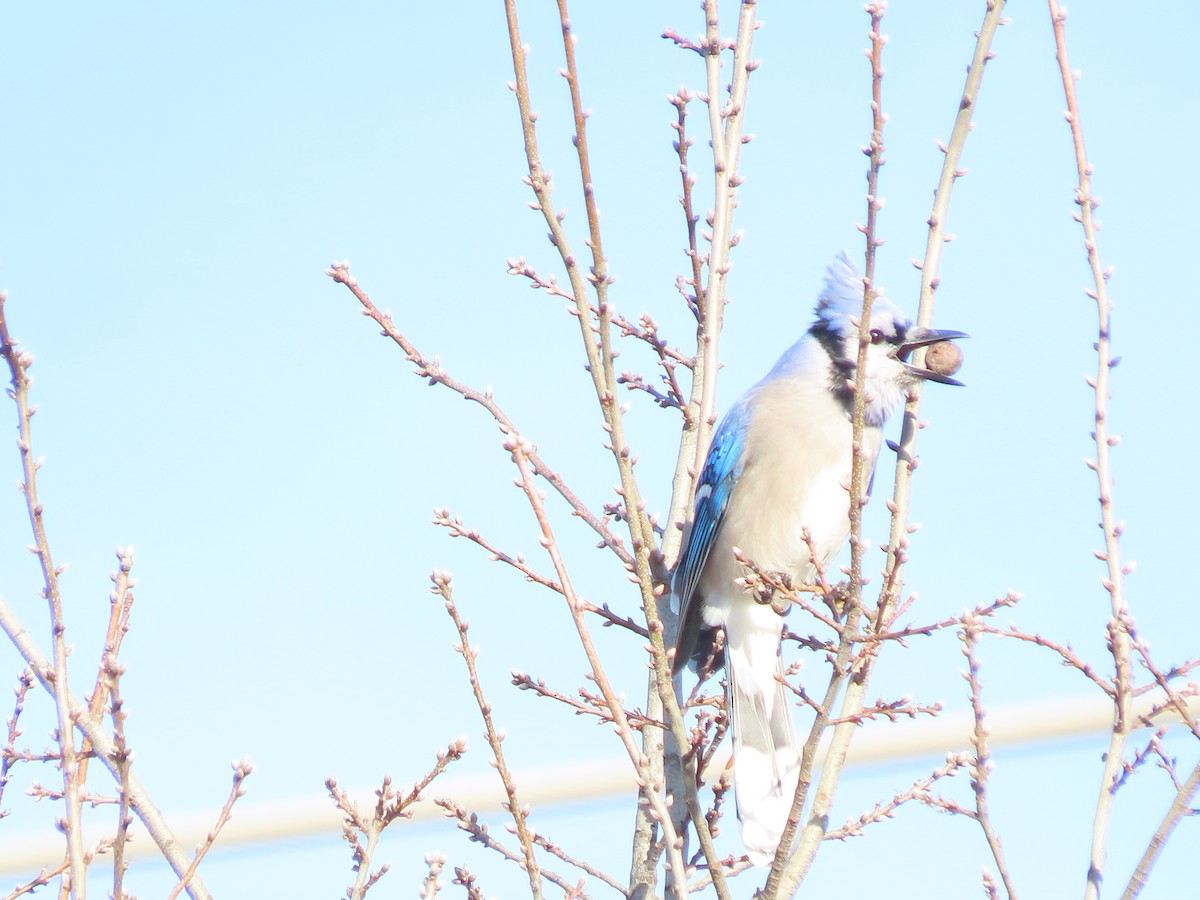 Blue Jay - ML645912287