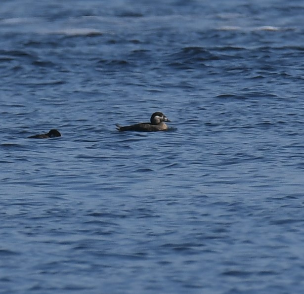 Surf Scoter - ML645912290